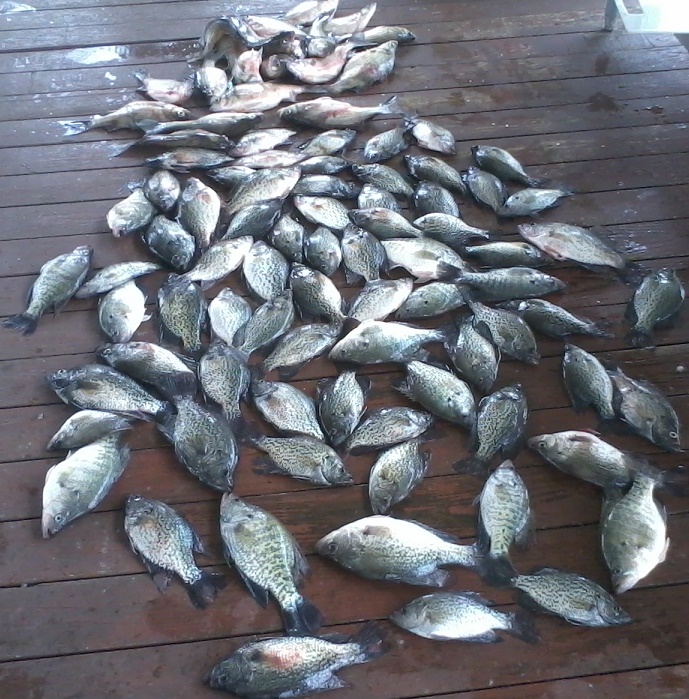 03-22-14 Pile O Fish